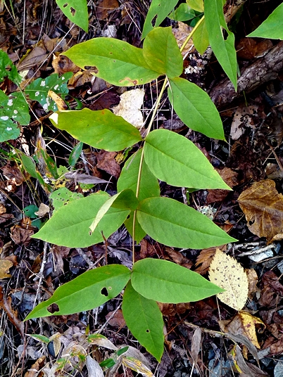 {Lysimachia fraseri}
